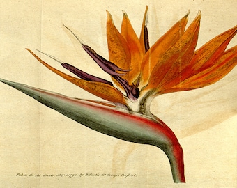 Vintage Botanical Print -Strelitzia Reginae, crane flower, bird of paradise, Canna Leaved Strelitzia 1787.  Vintage Home Deco Reprint.