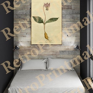 Puede incluir: Una ilustración botánica vintage de una flor rosa y blanca con hojas verdes y un sistema de raíces marrón. La ilustración está impresa en papel crema y enmarcada en un marco negro simple.