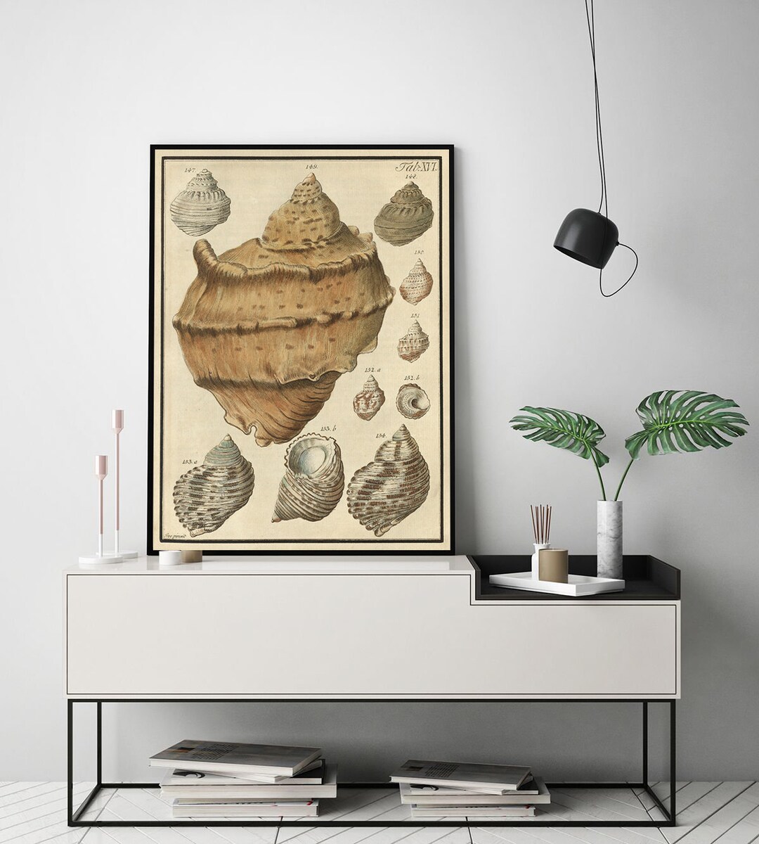 Sea Shell Tap Seashell Illustration Tap 10 From Aus Dem Reiche Der Nature. (from the ...