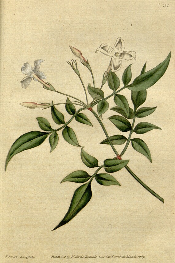 Jasminum Officinale Common Jasmine 1787 Vintage Botanical