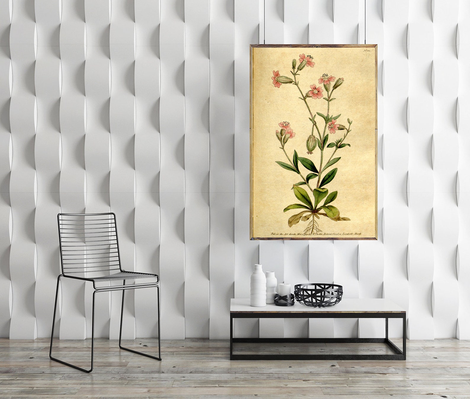 Silene Pendula Pendulous Catchfly 1787 Vintage Botanical Print, Nodding ...