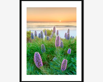 Carmel California / Carmel Beach / Pacific Ocean / Sunset / Echium Flowers / Above Bed Decor / California Artwork / Inspiring Wall Art