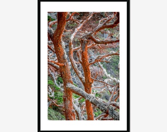 Point Lobos / Carmel By The Sea / Inspiring Wall Art / Cypress Tree / Big Sur Photo / Above Bed Decor / Big Sur California / Coastline