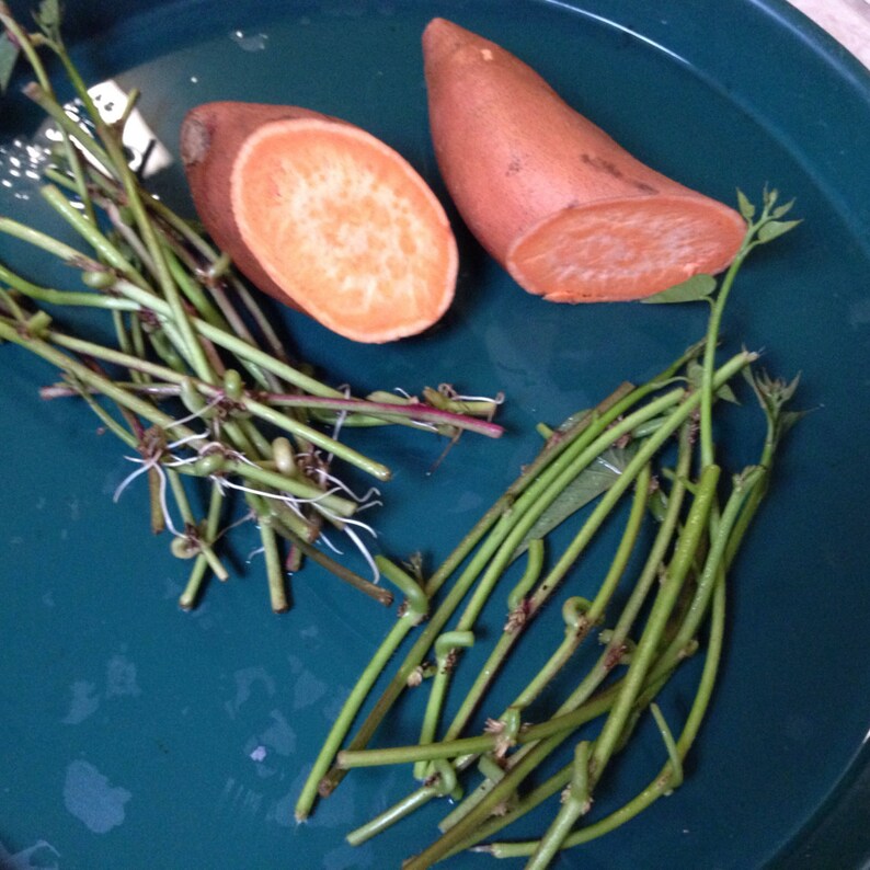 PREORER now and receive in mid MAY 25 Fresh Cuttings Yellow Sweet Potato Plant 5 To 7 Inches M100