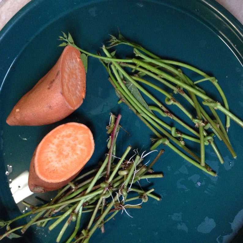 PREORER now and receive in mid MAY 25 Fresh Cuttings Yellow Sweet Potato Plant 5 To 7 Inches M100
