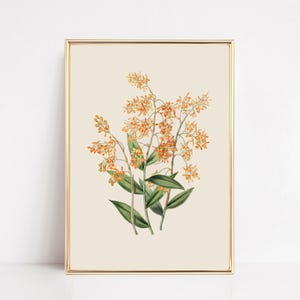 vintage botanical print | farmhouse wall decor | fall wall decor | french country decor | vintage wall art | kikiandnim | printable wall art image 1