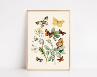 vintage butterfly print | nursery wall art | eclectic wall art | butterfly wall art | vintage botanical art | vintage art | digital print
