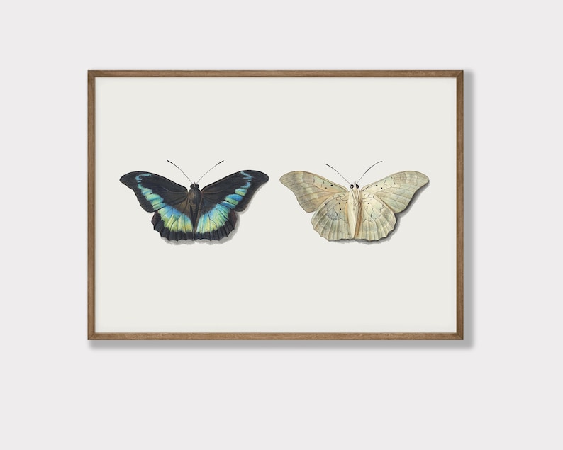 light academia decor | set of 9 prints | vintage gallery wall art set | victorian wall art | antique print | kikiandnim | printable wall art image 3