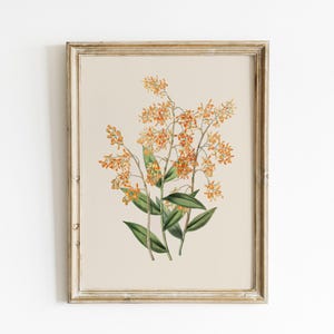 vintage botanical print | farmhouse wall decor | fall wall decor | french country decor | vintage wall art | kikiandnim | printable wall art image 2