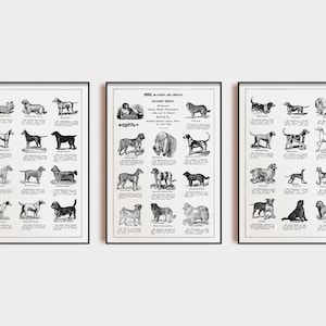 dog wall art | set of 3 prints | vintage dog art | dog wall decor | dog room decor | vintage dog print | kikiandnim | digital download