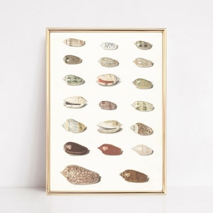 vintage beach prints | coastal decor | seashells art print | vintage printable wall art | antique wall art | kikiandnim | digital download