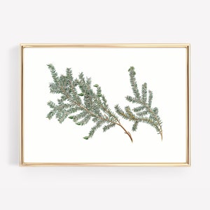 vintage pine needle print | rustic christmas wall art | farmhouse christmas print | classic christmas decor | kikiandnim | printable art