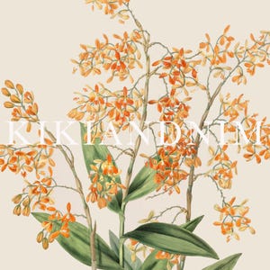 vintage botanical print | farmhouse wall decor | fall wall decor | french country decor | vintage wall art | kikiandnim | printable wall art image 3