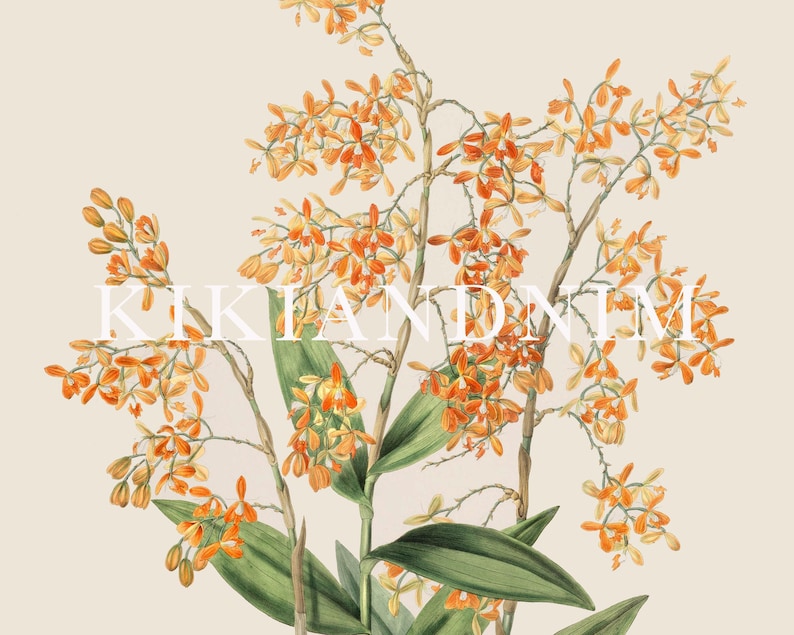 vintage botanical print | farmhouse wall decor | fall wall decor | french country decor | vintage wall art | kikiandnim | printable wall art image 3