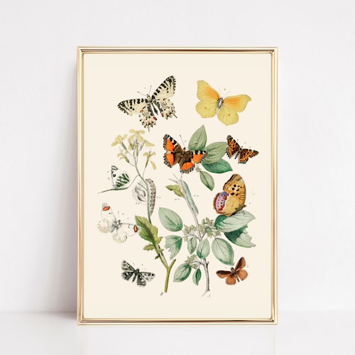 Vintage Butterfly Print Nursery Wall Art Eclectic Wall Art Etsy