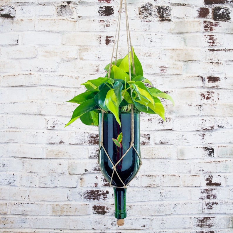 PATHOS HOUSE PLANT In A Recycled Wine Bottle Hanging hard to kill Live Philodendron Unique Candle and Plant lover giftHousewarming Gift image 4