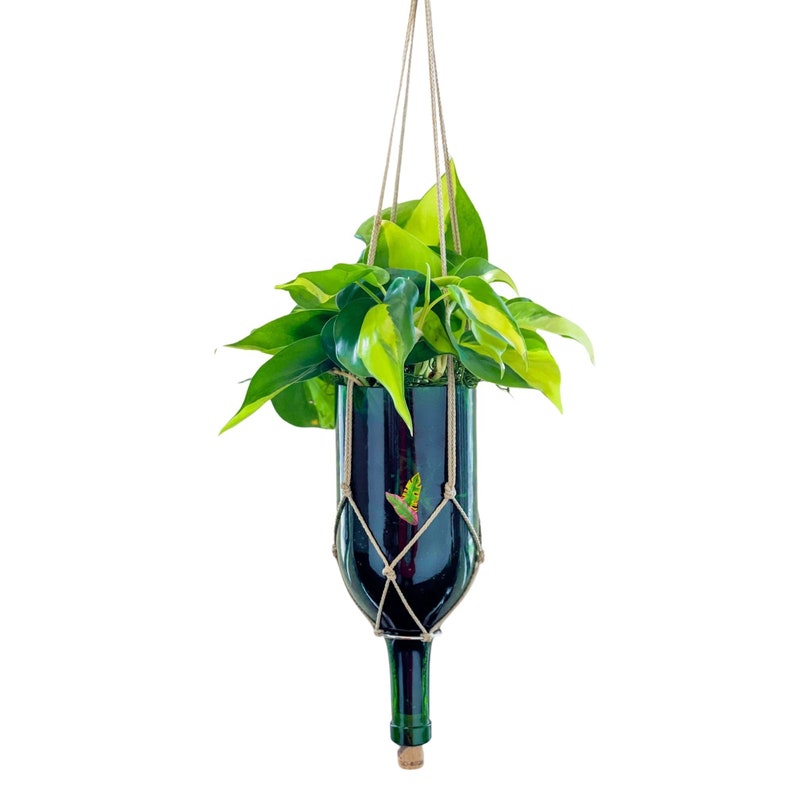 PATHOS HOUSE PLANT In A Recycled Wine Bottle Hanging hard to kill Live Philodendron Unique Candle and Plant lover giftHousewarming Gift image 1
