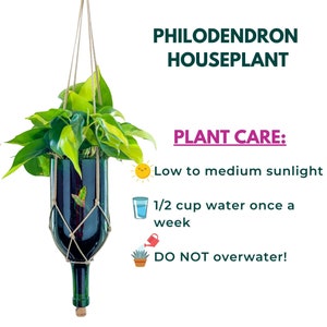 PATHOS HOUSE PLANT In A Recycled Wine Bottle Hanging hard to kill Live Philodendron Unique Candle and Plant lover giftHousewarming Gift image 3