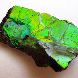 Iridescent Ammonite Gemstone - Scarce 100% Genuine - LG 35mm Beautiful Shimmering Colors