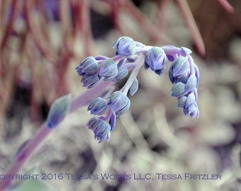 Lavender Buds 8x10 Glossy print