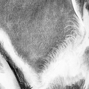 Beards Male Nude Queer German Etching Giclee Art Print Gay Drawing