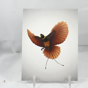 Red Bird of Paradise Postcard 130lb Card Stock