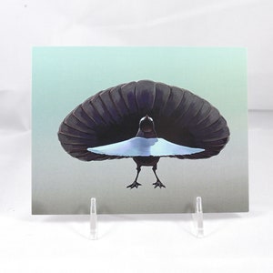 Superb Bird of Paradise Postcard 130lb Card stock