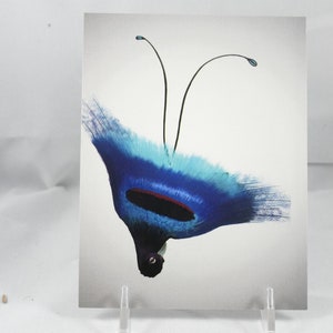 Blue Bird of Paradise Postcard