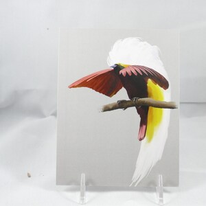 Greater Bird of Paradise Postcard 130lb Card Stock