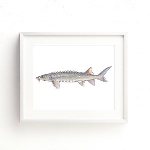 White Sturgeon Watercolor Fine Art Print
