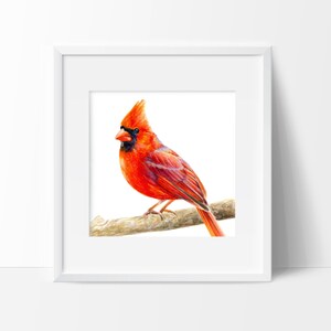 Cardinal Watercolor Print