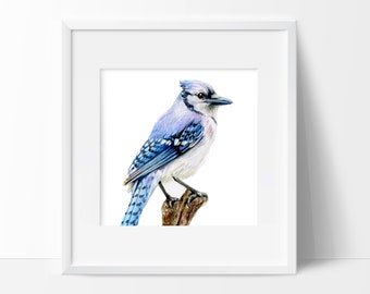 Blue Jay Watercolor Print