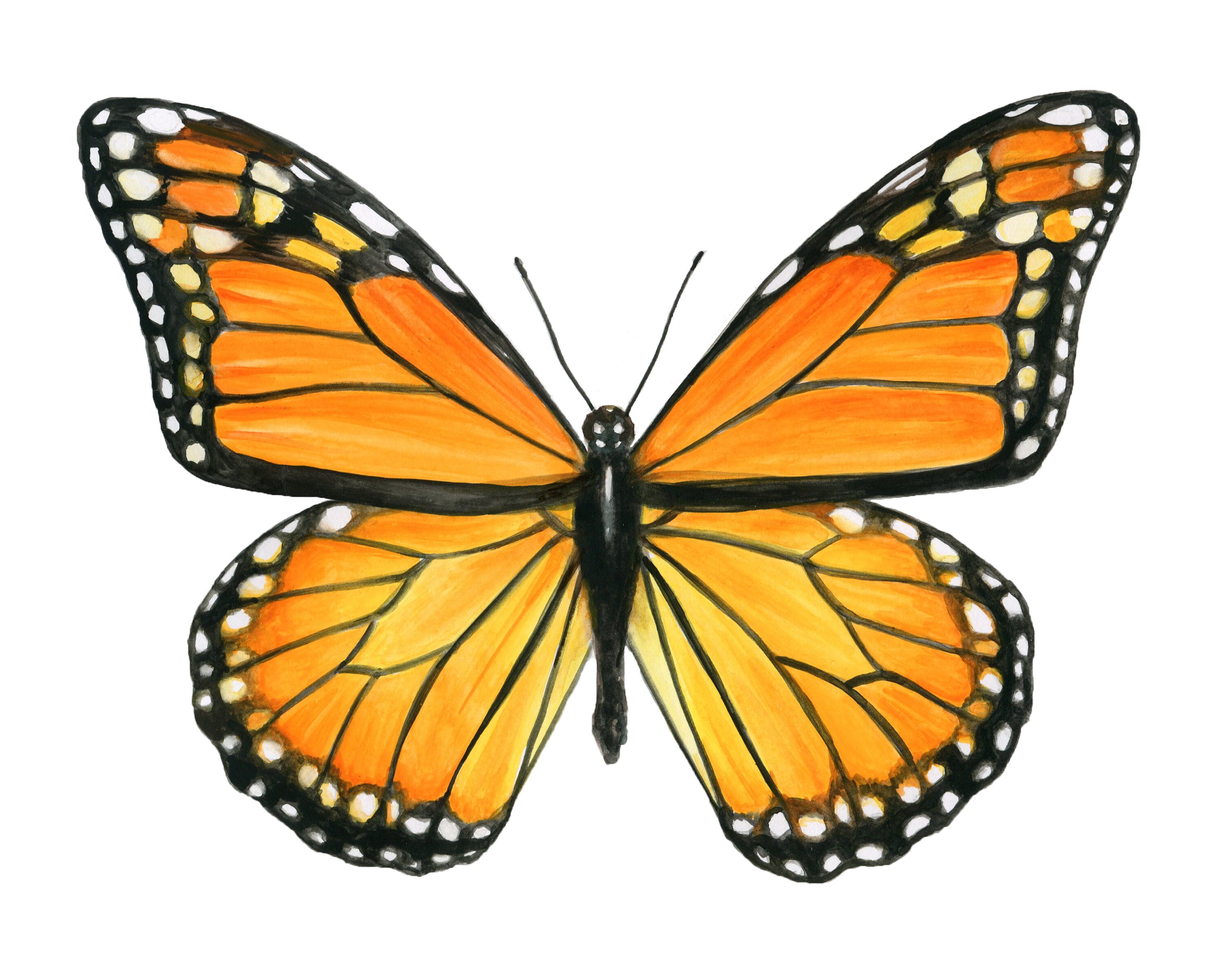 Monarch Butterfly II Watercolor Fine Art Print - Etsy