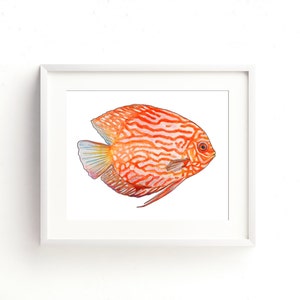 Orange Discus Fish Watercolor Fine Art Print