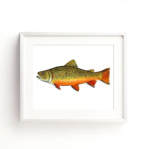 Brook Trout Fine Art Print