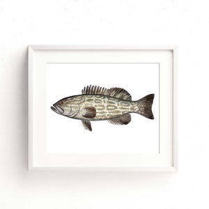 Black Grouper Watercolor Fine Art Print