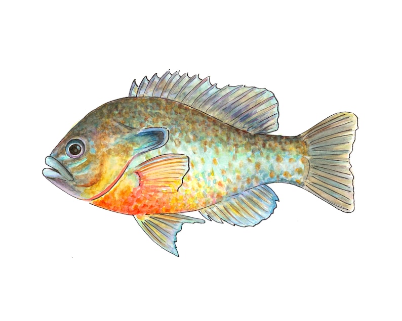 Redbreast Sunfish Watercolor Fine Art Print Etsy