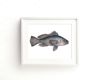 Black Sea Bass II Watercolor Fine Art Print