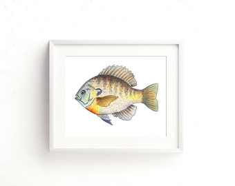 Bluegill Watercolor Fine Art Print