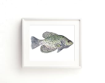 Black Crappie Watercolor Fine Art Print