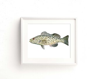 Gag Grouper Watercolor Fine Art Print