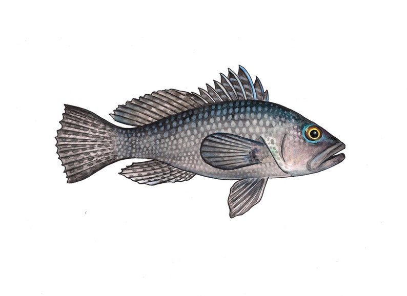 Black Sea Bass II Watercolor Fine Art Print Etsy