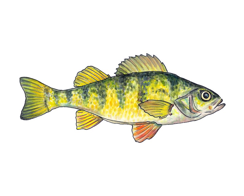 Yellow Perch Watercolor Fine Art Print - Etsy
