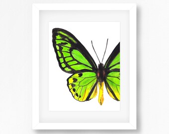 Wallace's Golden Wingbird Watercolor Fine Art Print