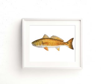 Redfish Watercolor Fine Art Print