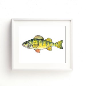 Yellow Perch Watercolor Fine Art Print