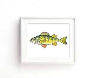 Yellow Perch Watercolor Fine Art Print