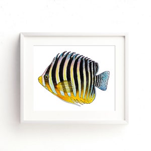 Multibar Angelfish Aquarell Fine-Art-Print
