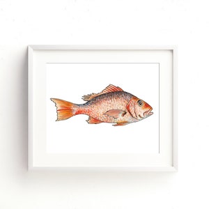 Red Snapper Watercolor Fine Art Print