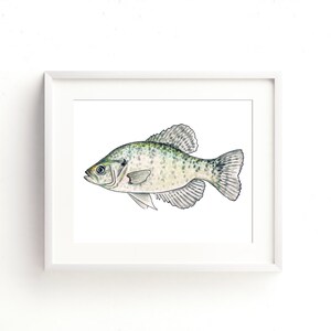 White Crappie Watercolor Fine Art Print